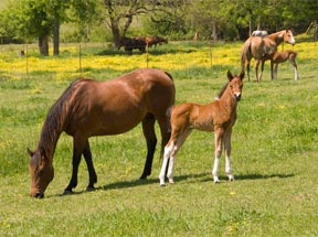 Equine