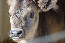 Healthy Mom, Happy Calf style=